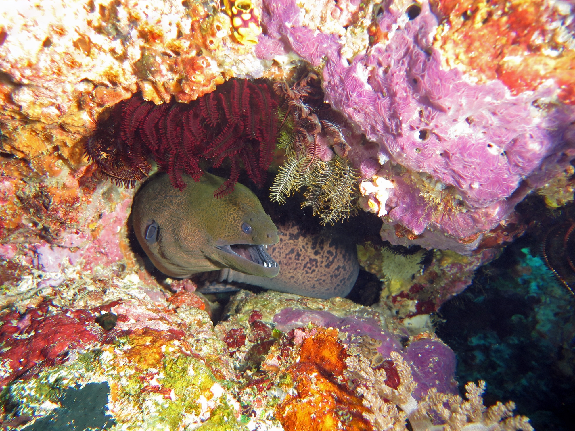 Gymnothorax javanicus