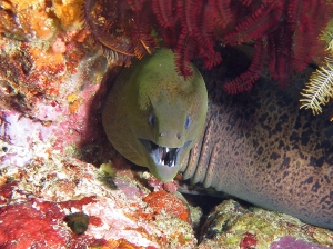 Gymnothorax javanicus