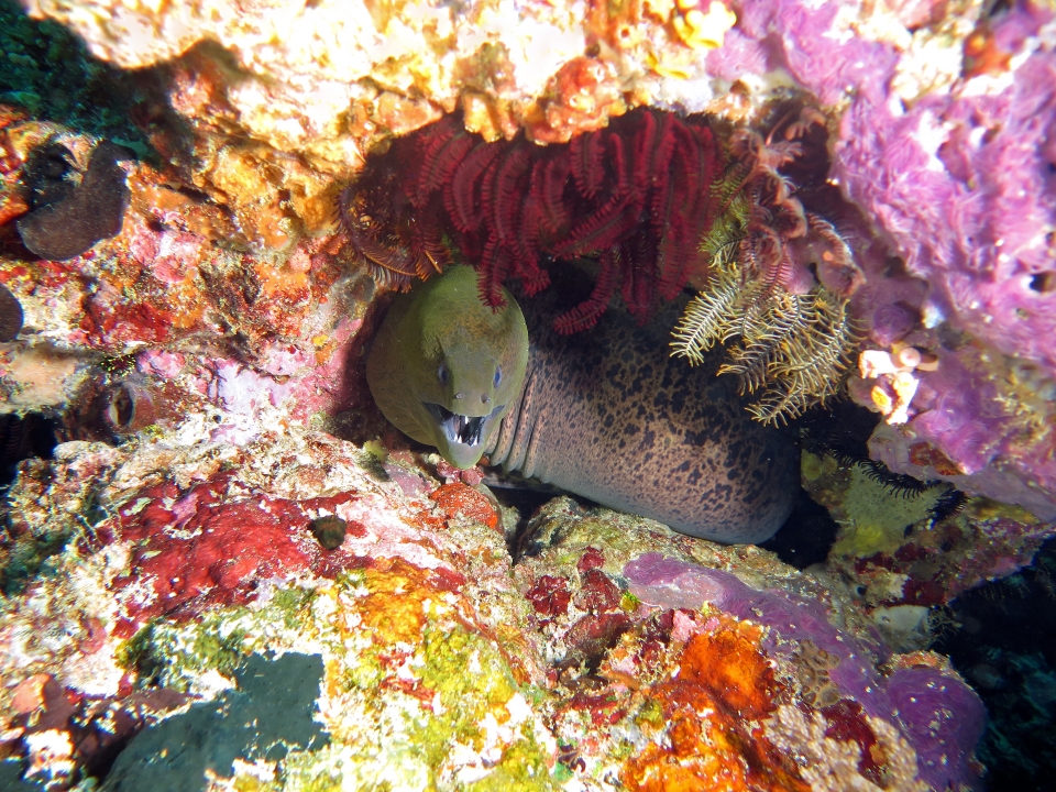 Gymnothorax javanicus