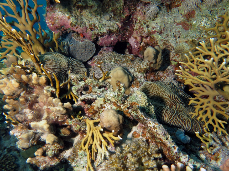 Fungia fungites