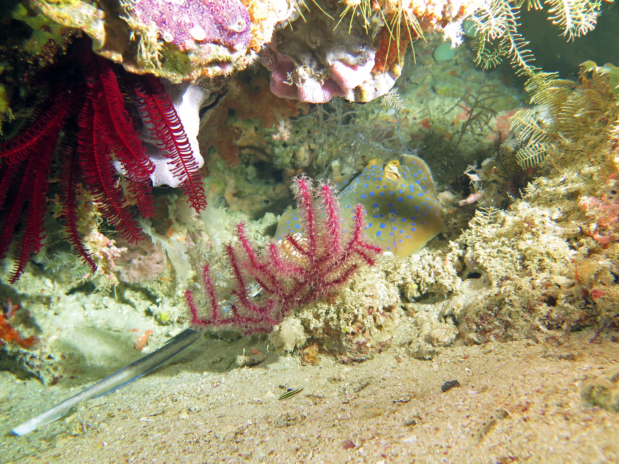 Taeniura lymma, Gorgonacea