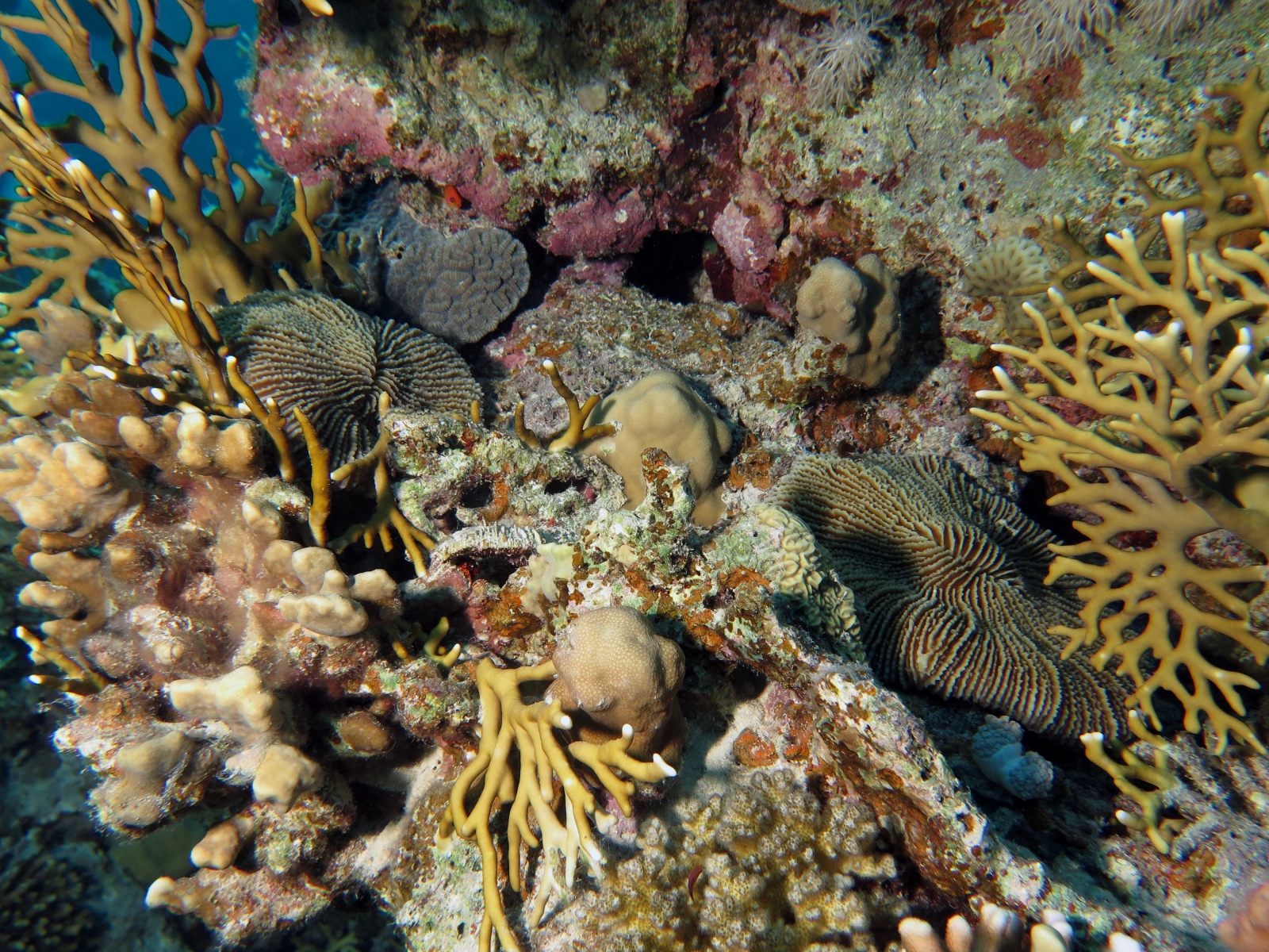 Fungia fungites