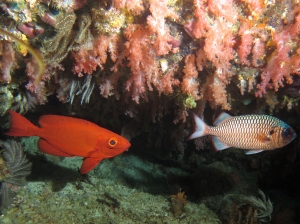 Priacanthus hamrur, Myripristis adusta