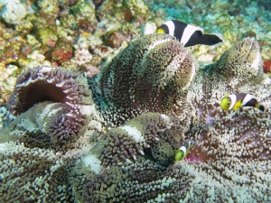 Stichodactyla haddoni, Amphiprion polymnus