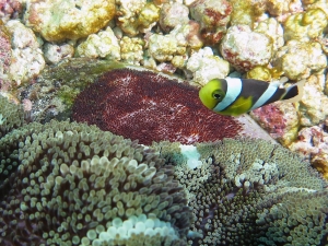 Stichodactyla haddoni, Amphiprion polymnus