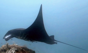 Manta alfredi