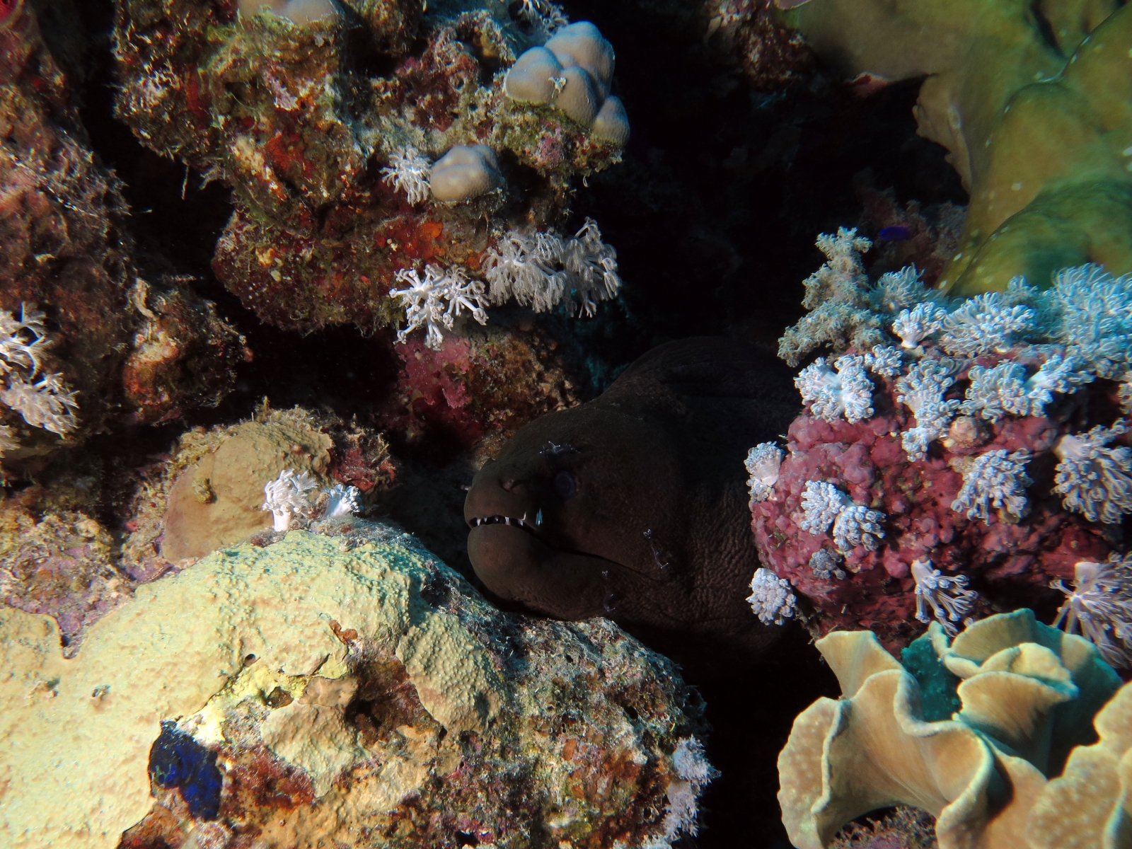 Gymnothorax javanicus