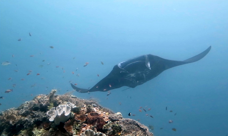 Manta alfredi