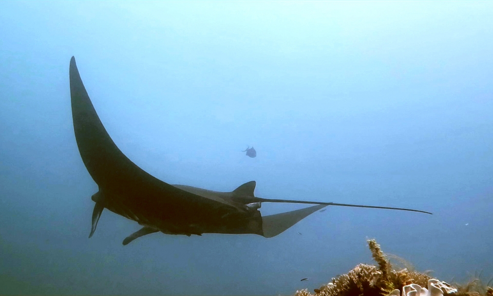 Manta alfredi