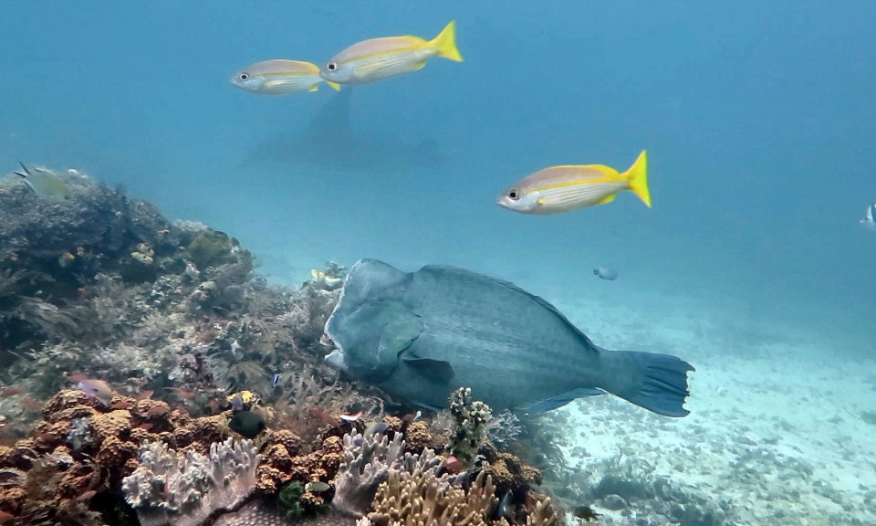 Bolbometopon muricatum, Lutjanus madras