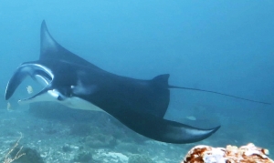 Manta alfredi