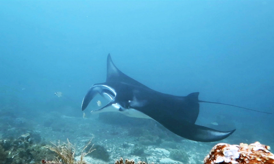 Manta alfredi