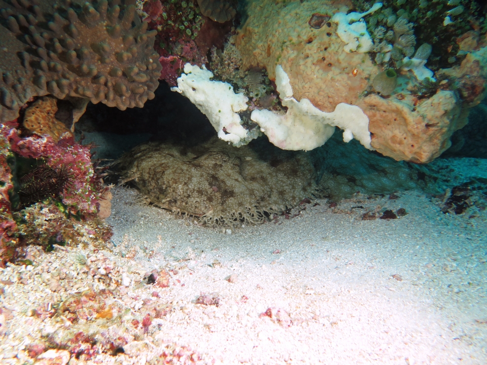 Eucrossorhinus dasypogon