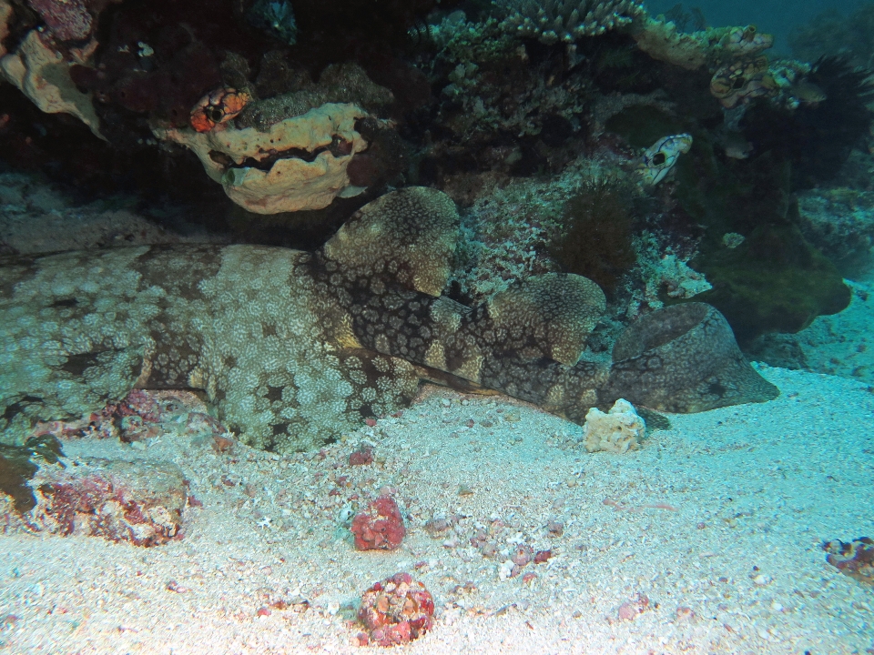Eucrossorhinus dasypogon
