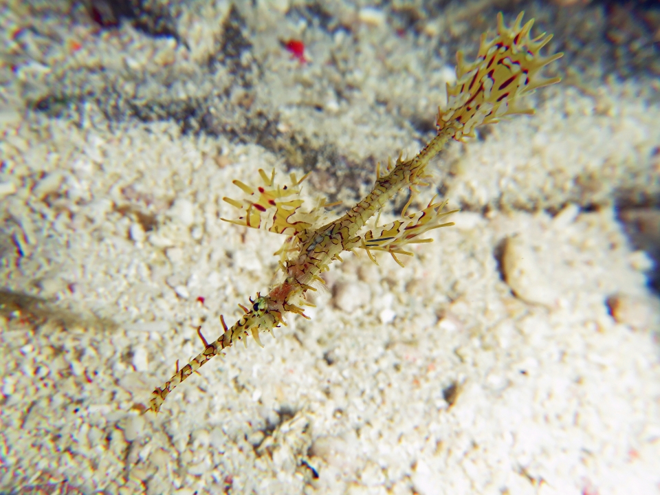 Solenostomus paradoxus