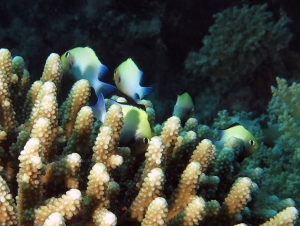 Dascyllus marginatus, Acropora