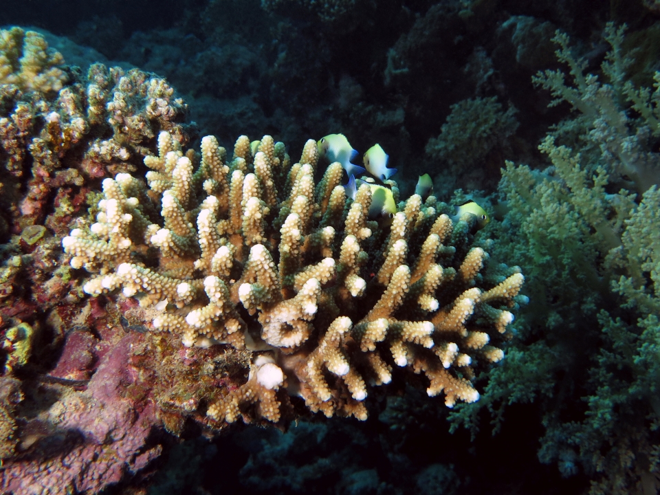 Dascyllus marginatus, Acropora