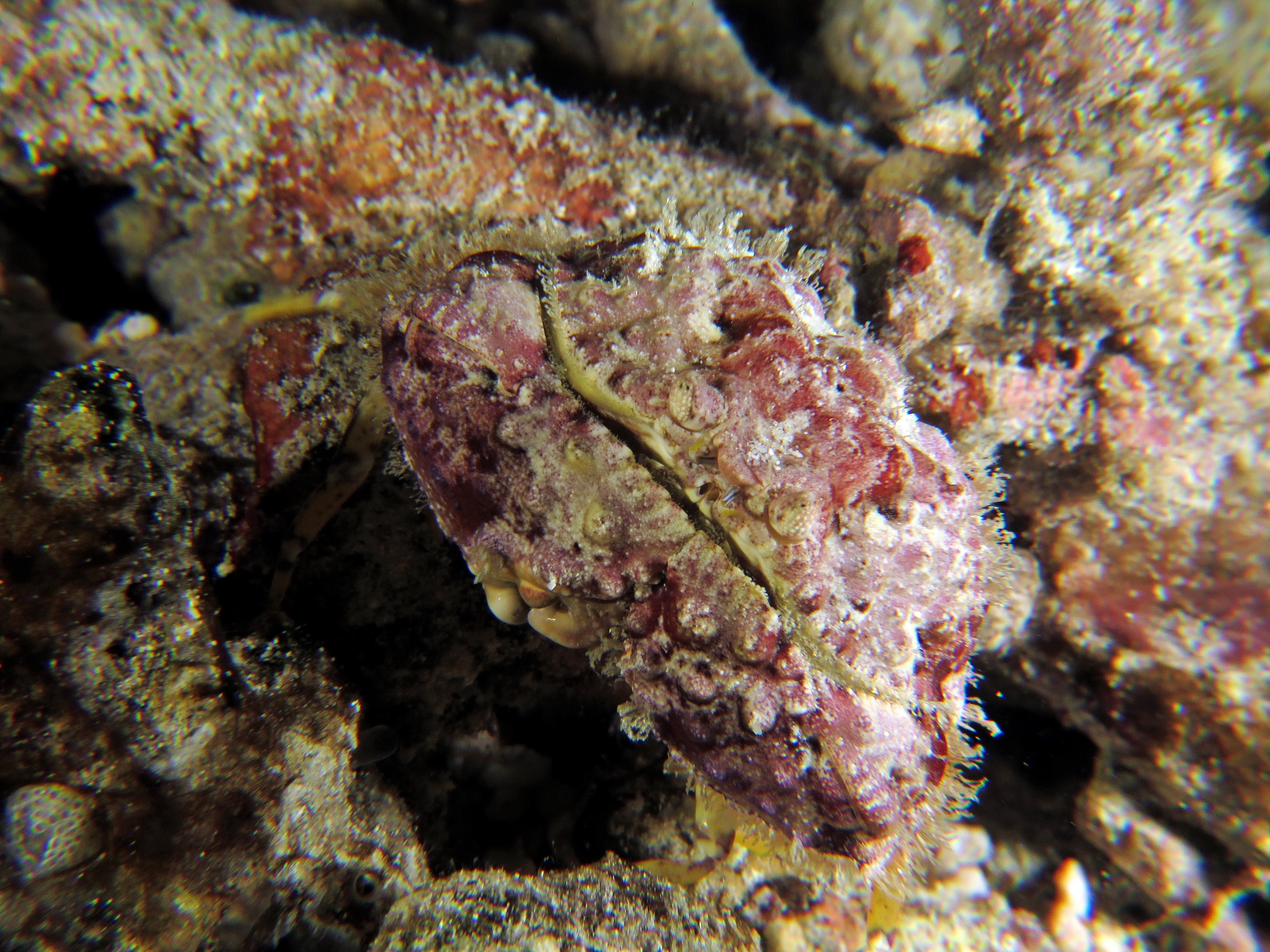 Calappa gallus