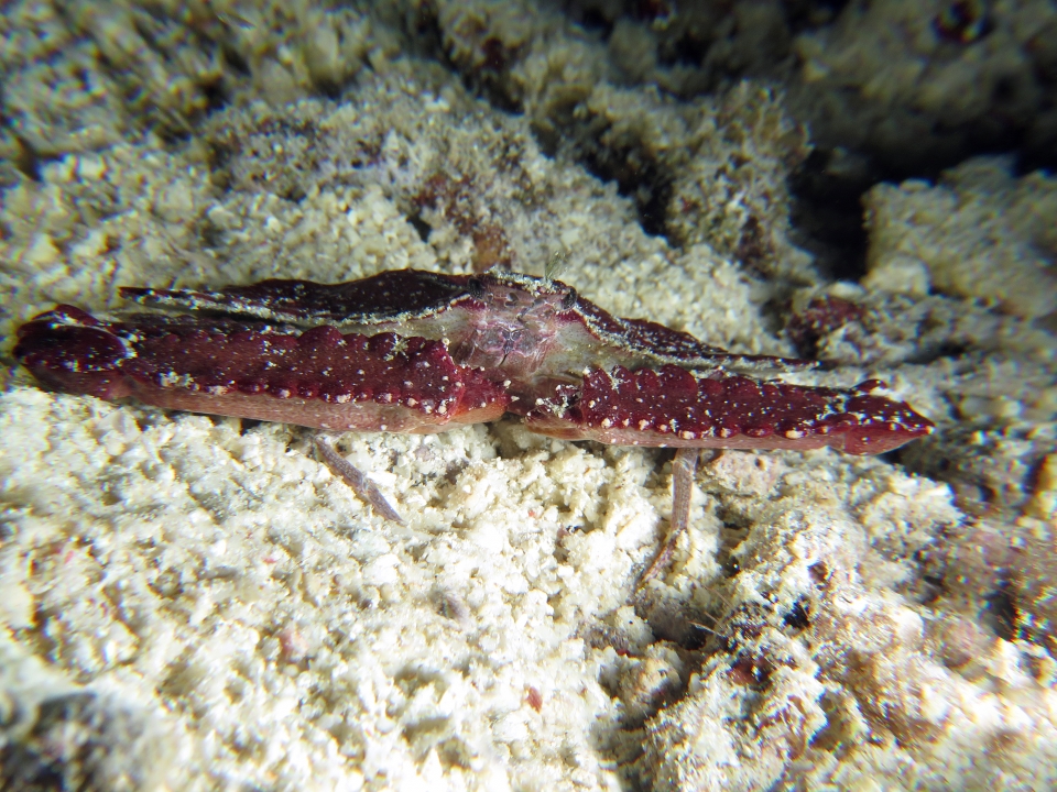 Cryptopodia dorsalis