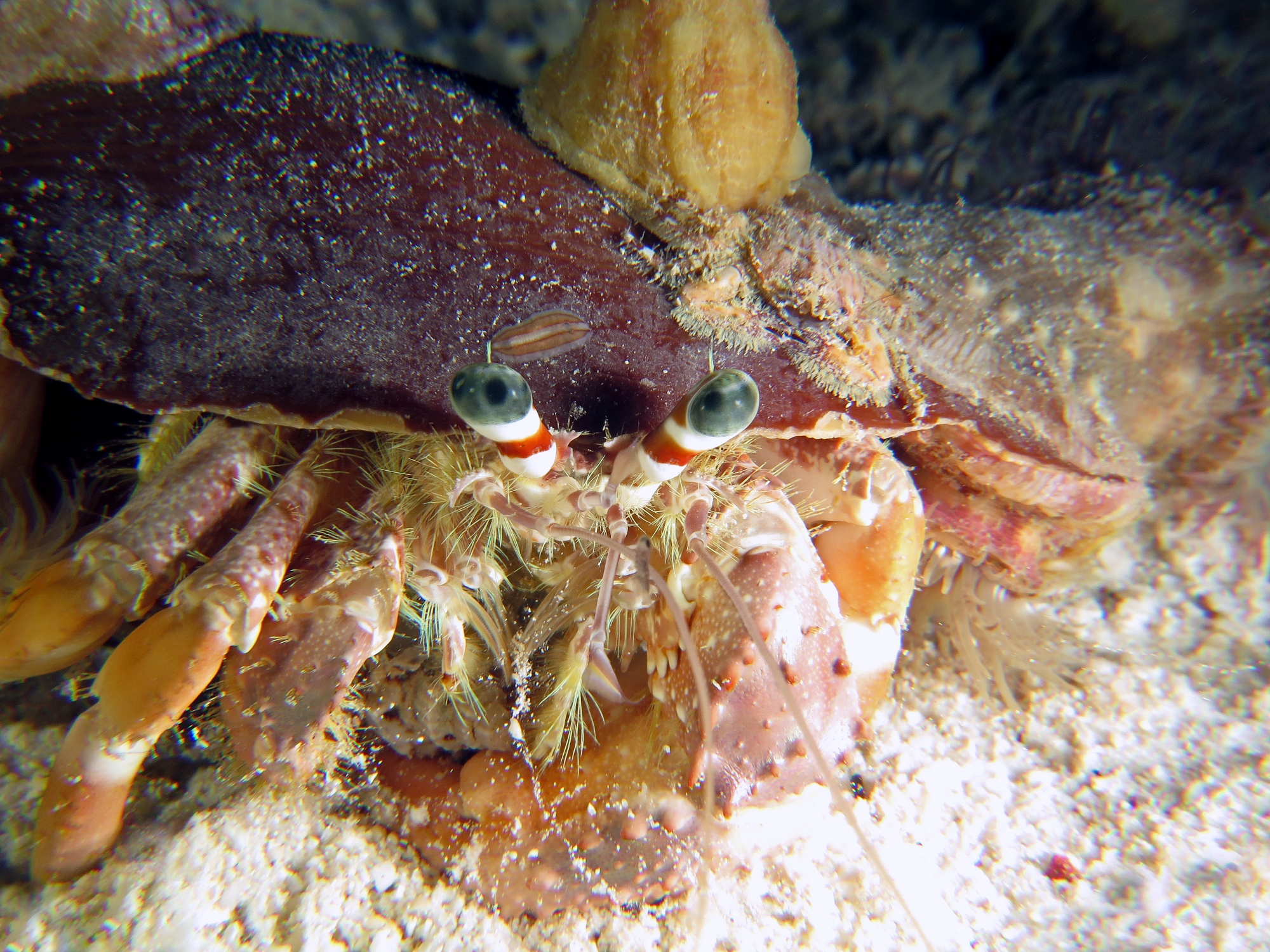 Dardanus pedunculatus, Calliactis polypus, Pseydoceros sp, Pilumnus sp.