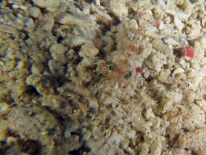 Crevette Metapenaeopsis sp.