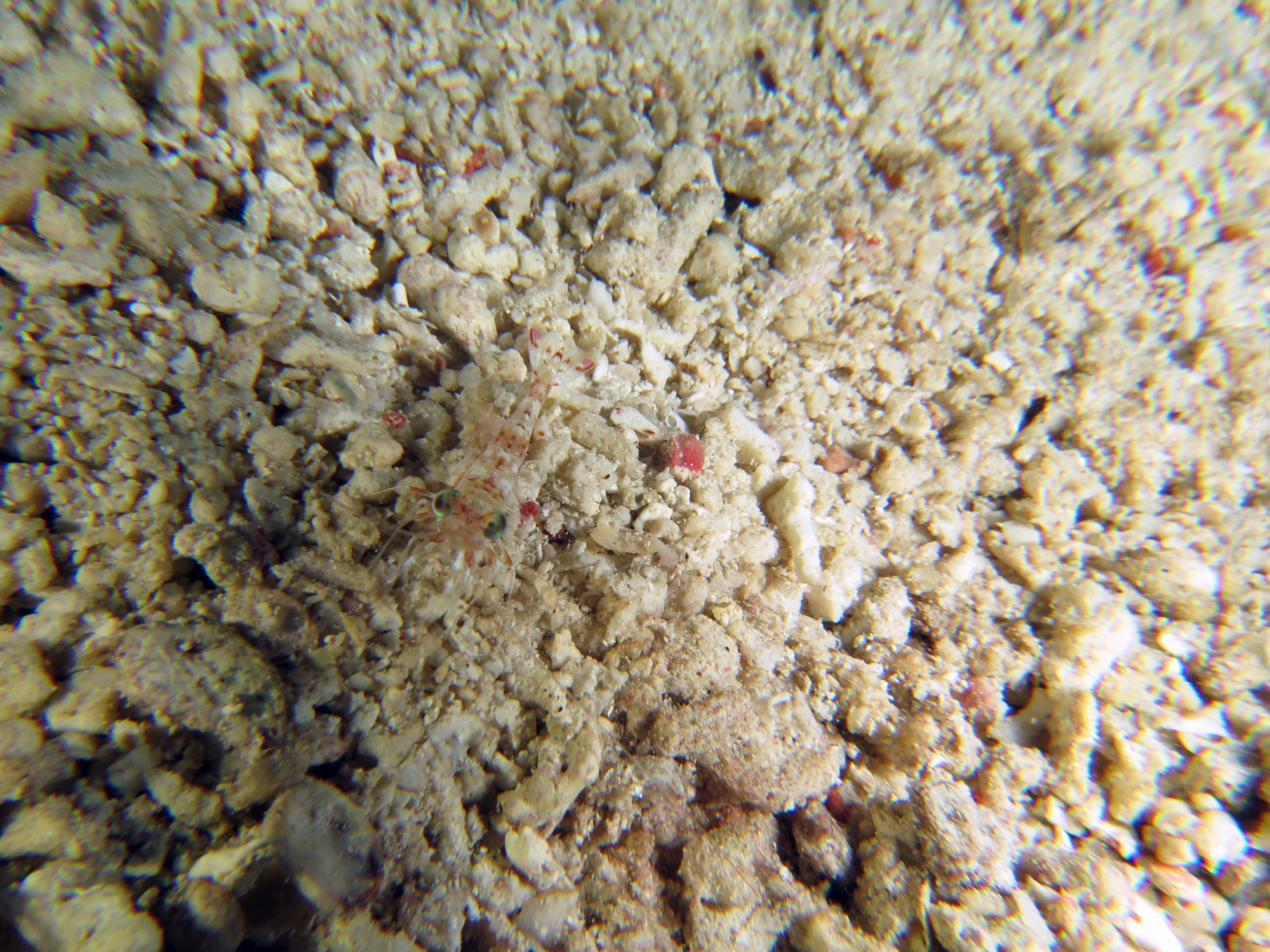 Crevette Metapenaeopsis sp.