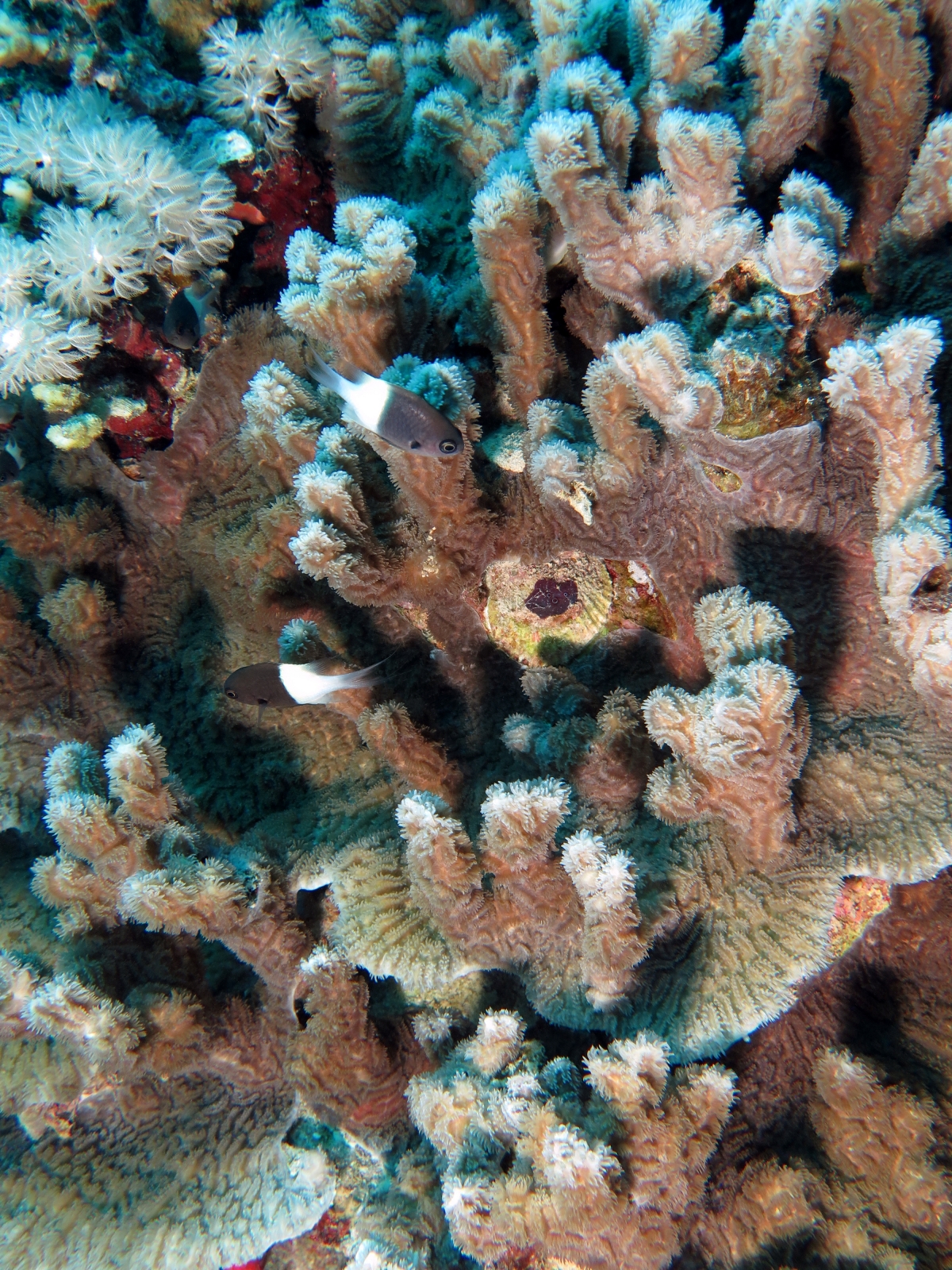 Chromis dimidiata, Favia laxa
