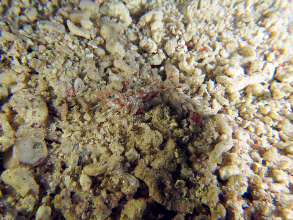 Crevette Metapenaeopsis sp.