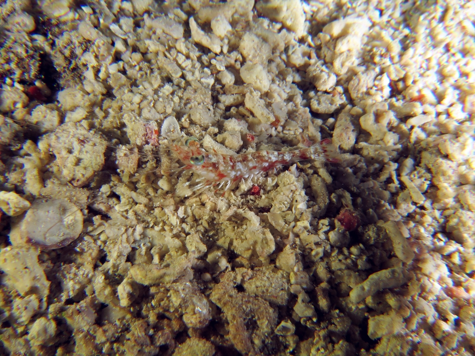 Crevette Metapenaeopsis sp.
