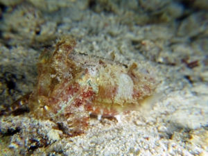 Sepia aculeata