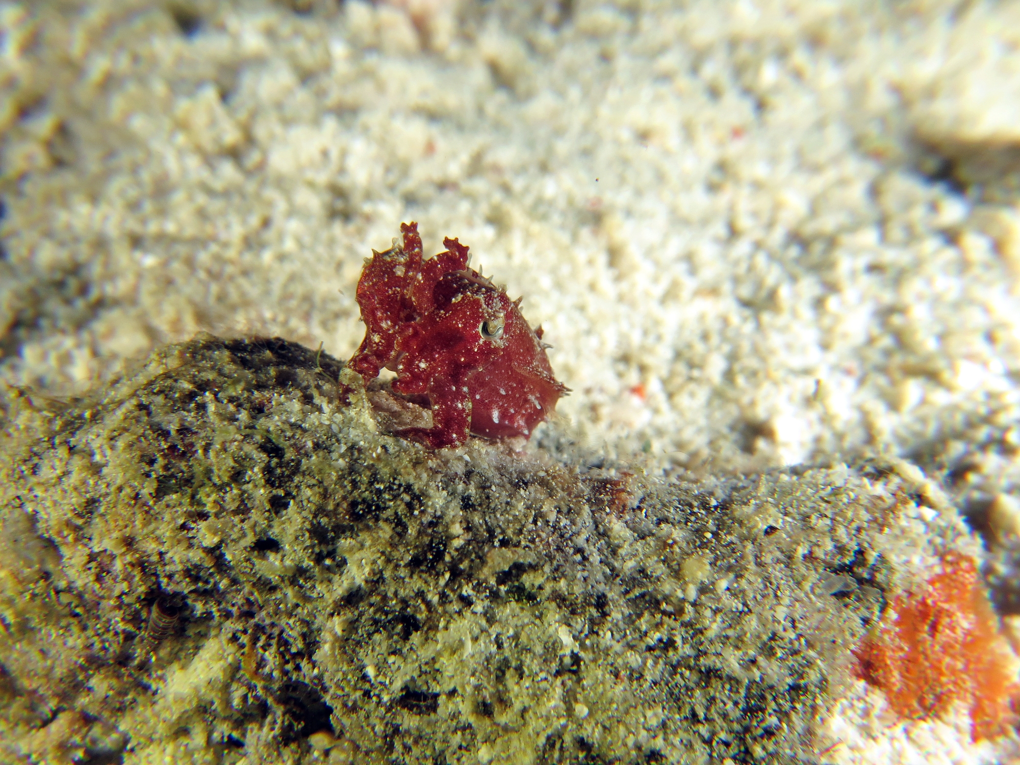 Sepia aculeata