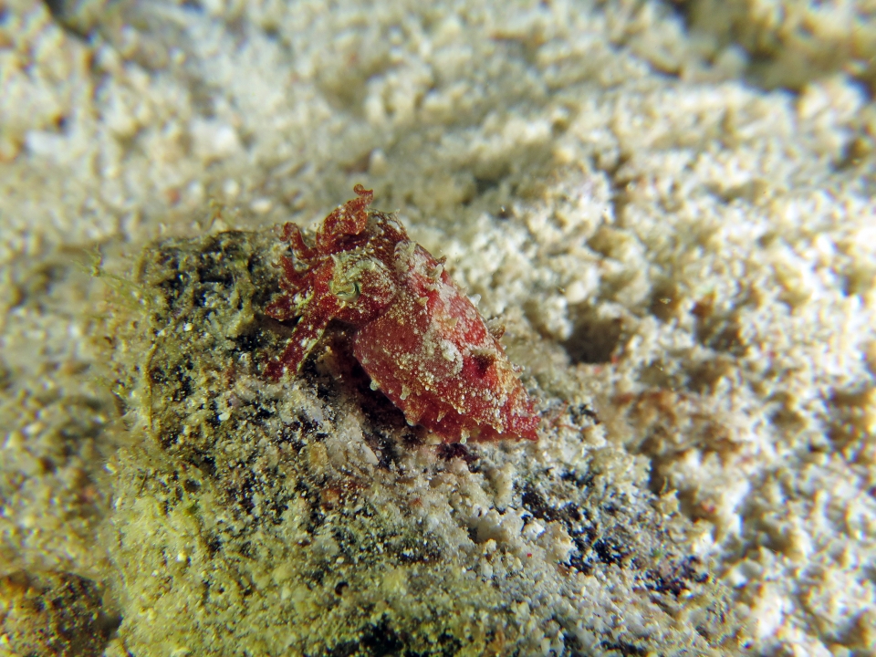 Sepia aculeata