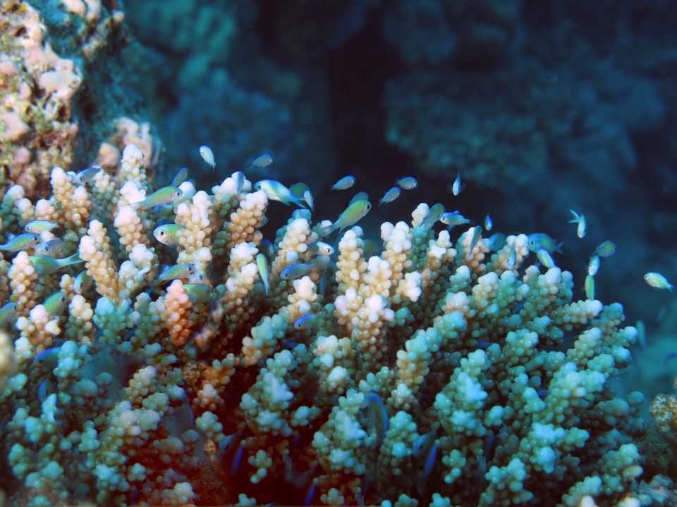 Chromis viridis
