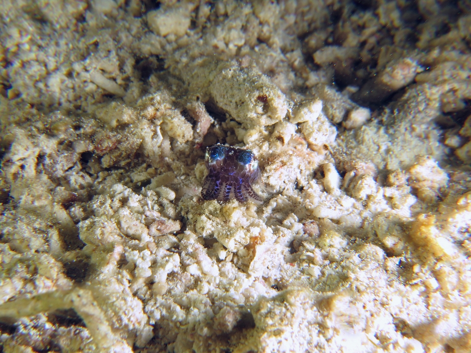 Euprymna berryi