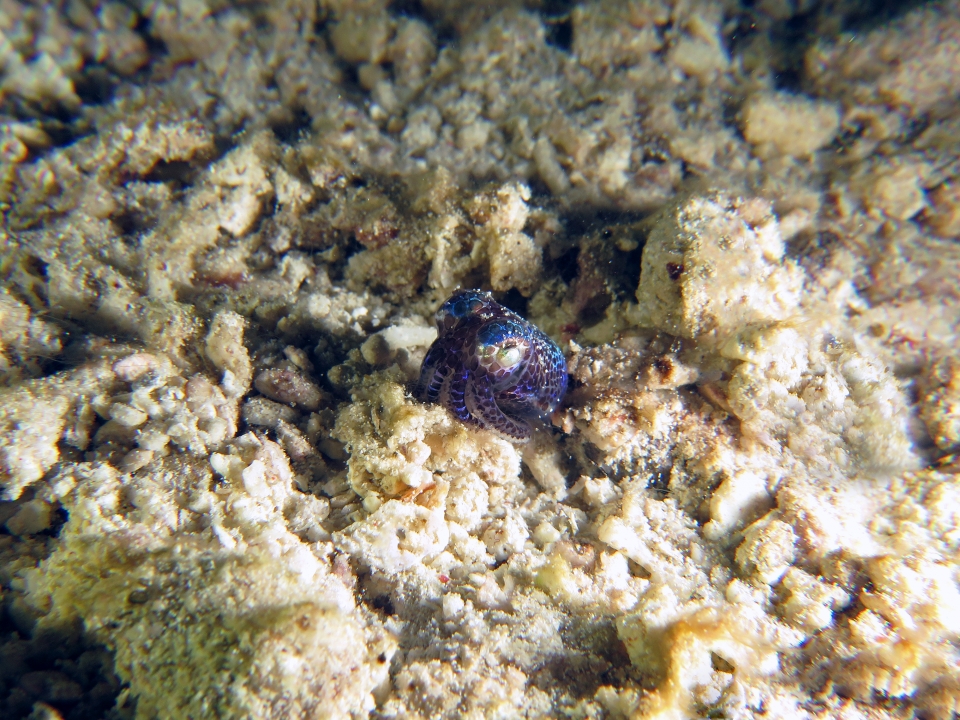 Euprymna berryi