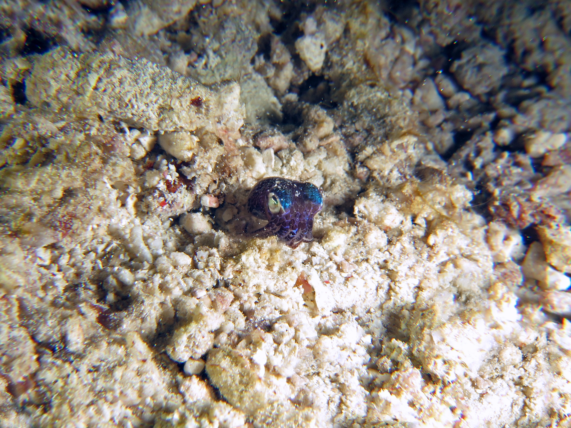 Euprymna berryi