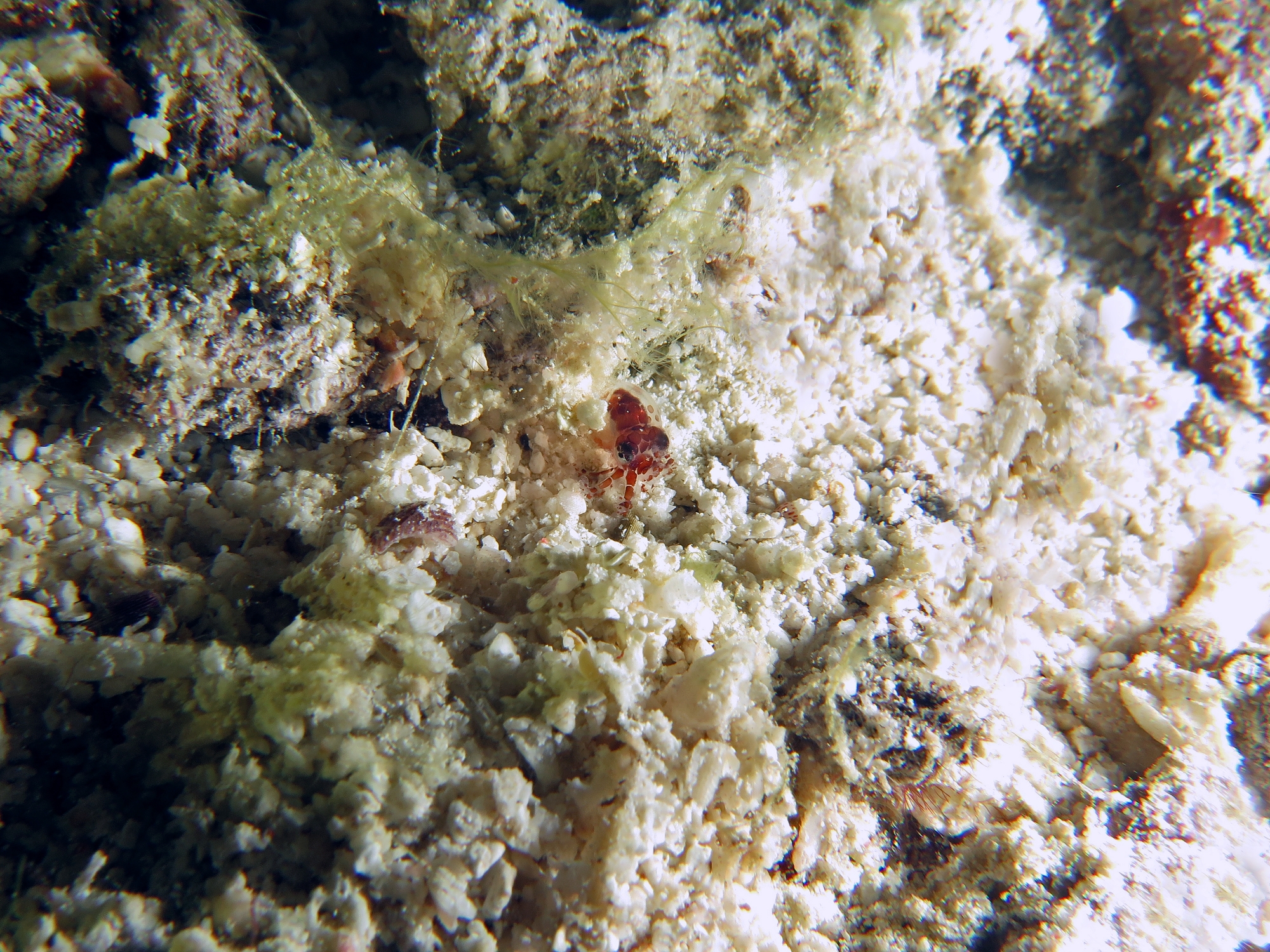 Euprymna sp. ou un jeune poulpe ?