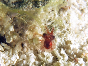 Euprymna sp.