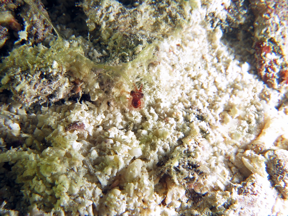 Euprymna sp.