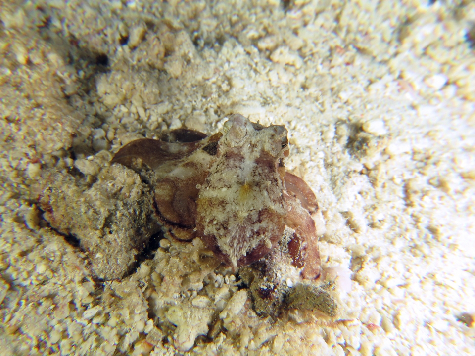 Octopus cyanea