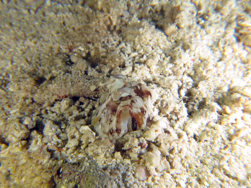 Octopus cyanea