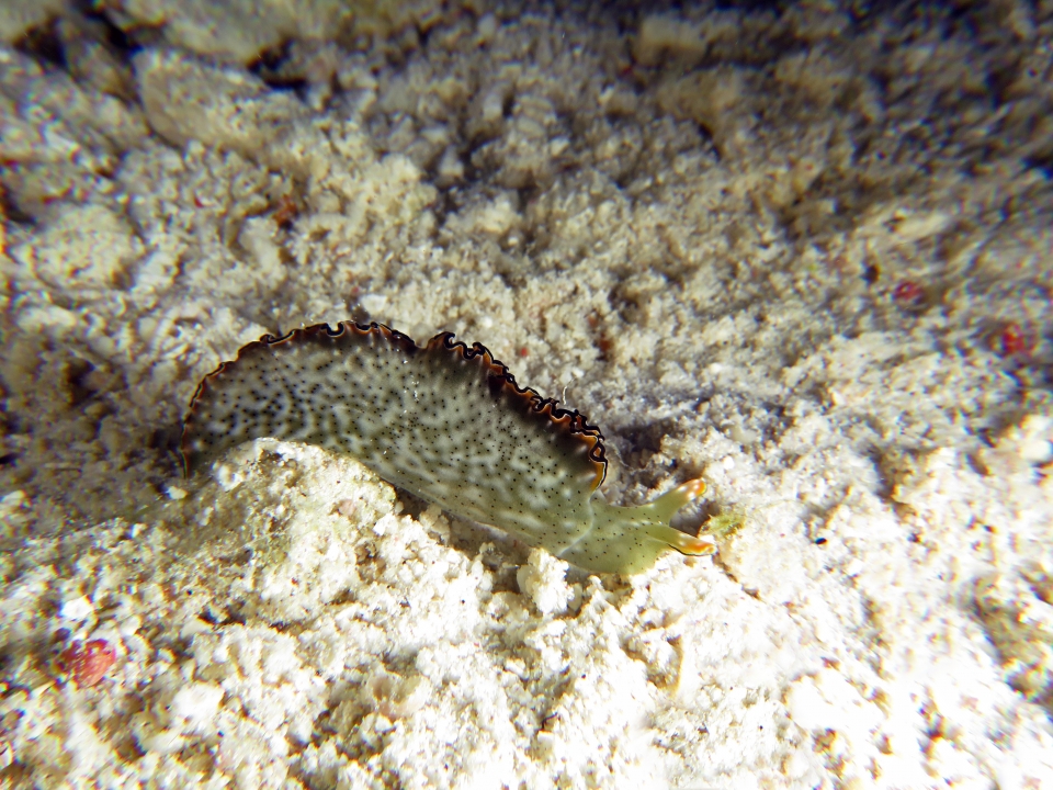 Elysia marginata