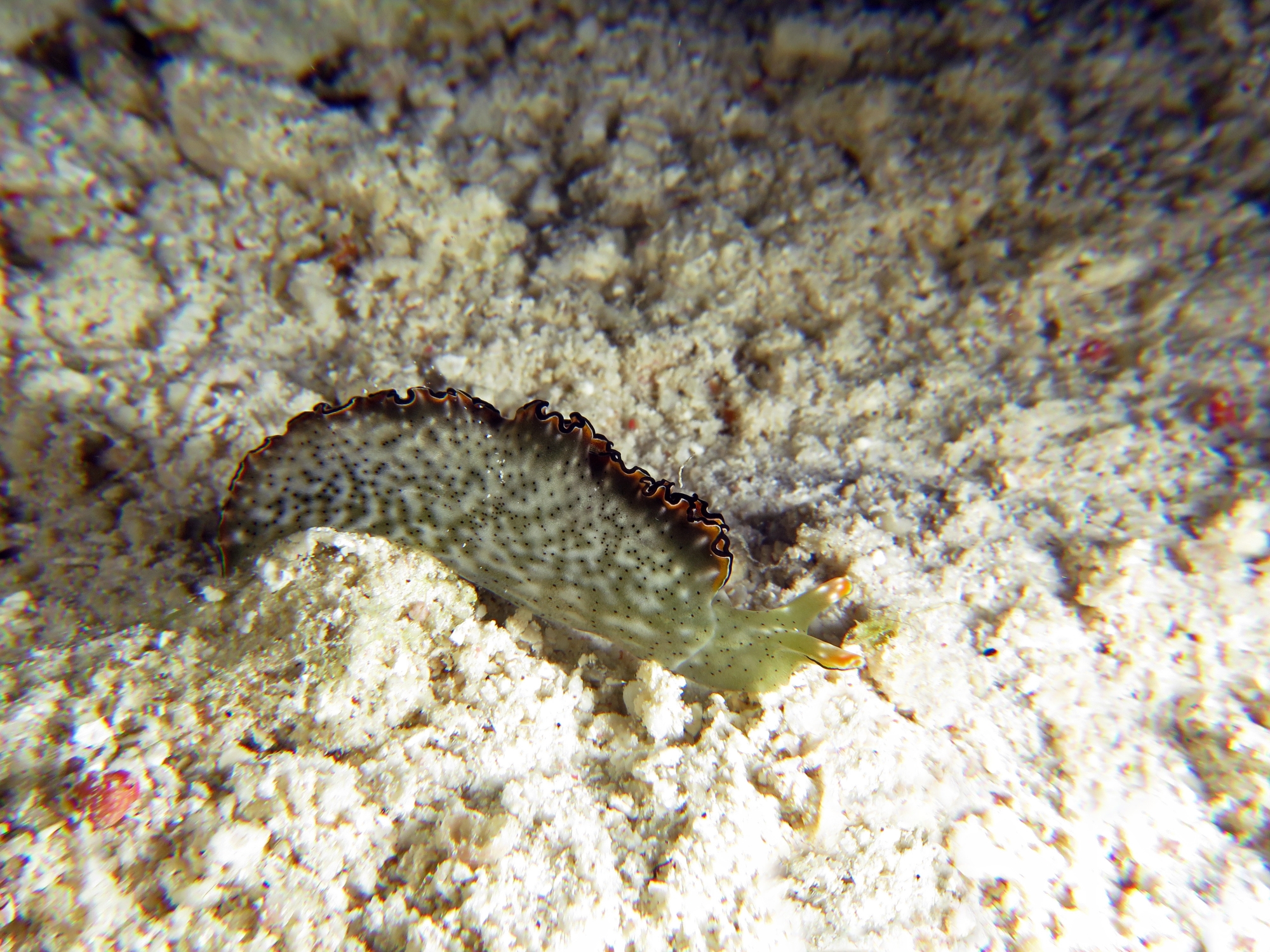 Elysia marginata