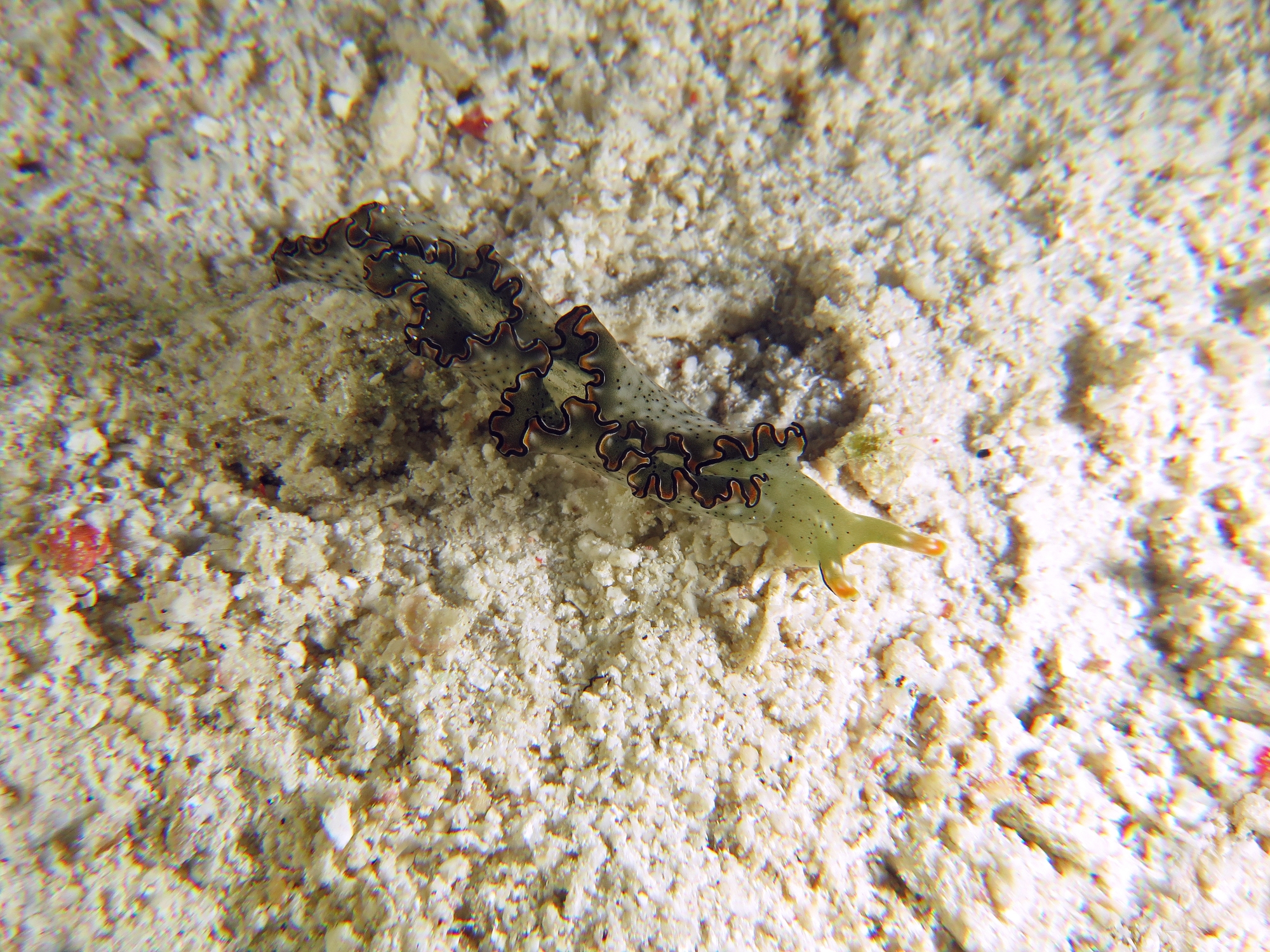 Elysia marginata
