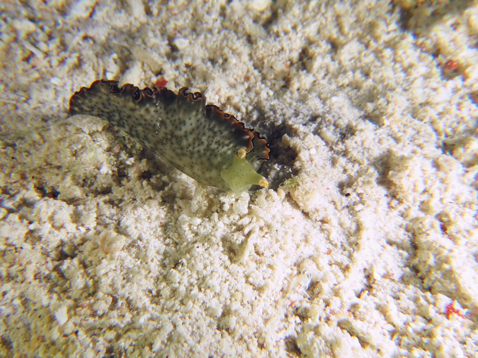 Elysia marginata