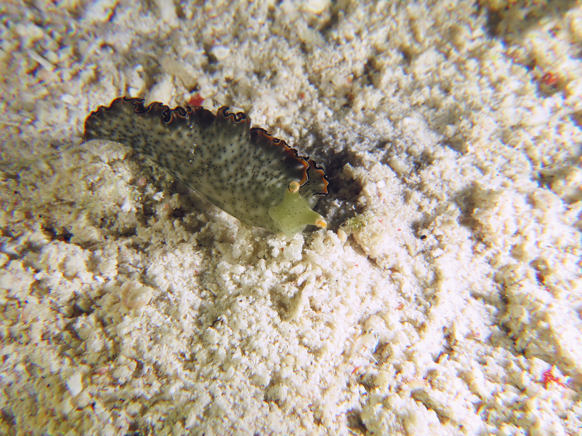 Elysia marginata