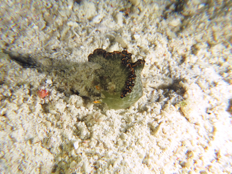 Elysia marginata