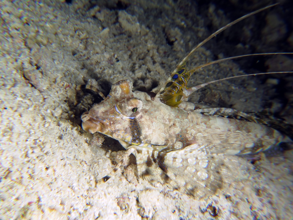 Dactylopus dactylopus