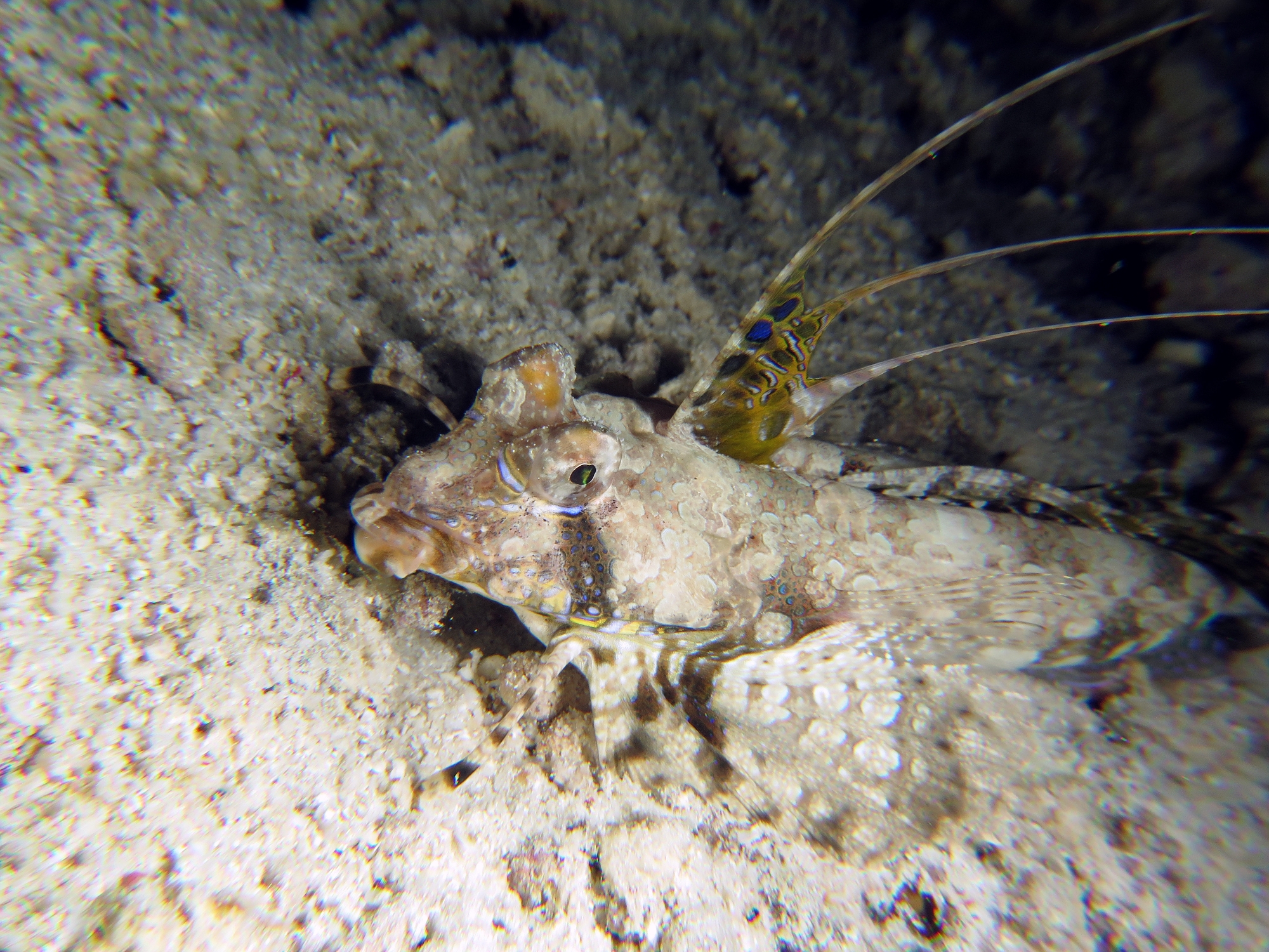 Dactylopus dactylopus