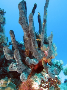 Eponge